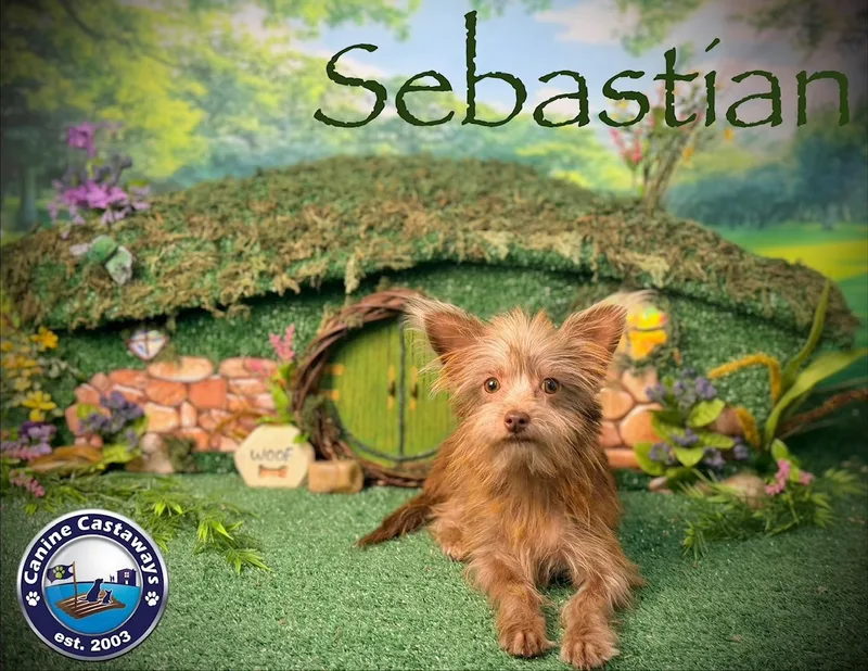 Sebastian thumbnail 5