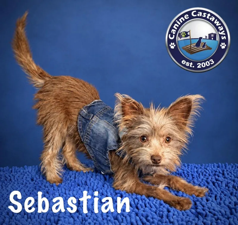Sebastian thumbnail 6