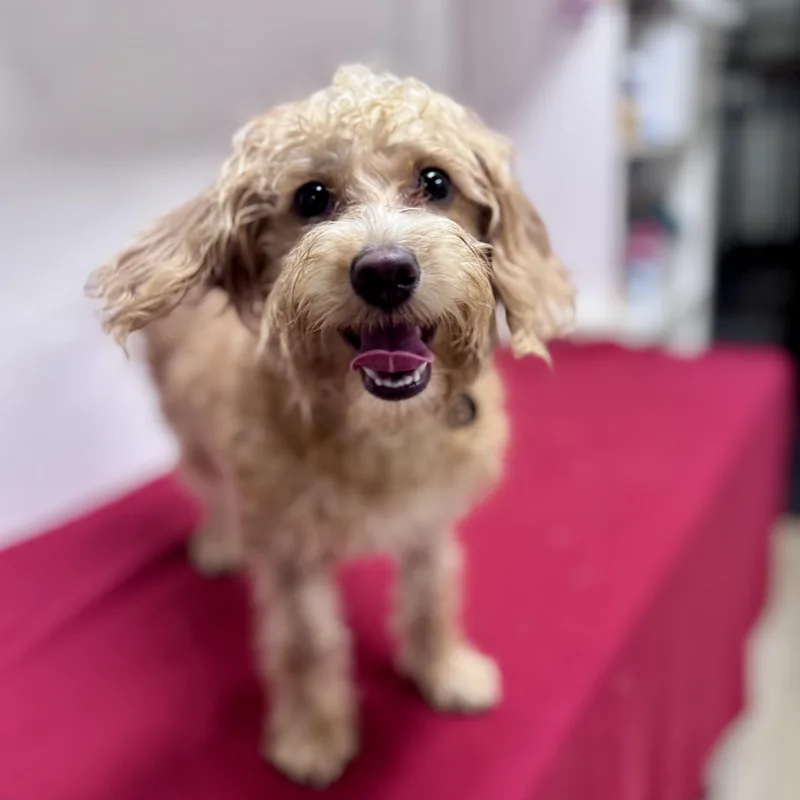 A young small-sized female Standard Poodle dog named Virginia  Home Visit for adoption in Hartland, WI