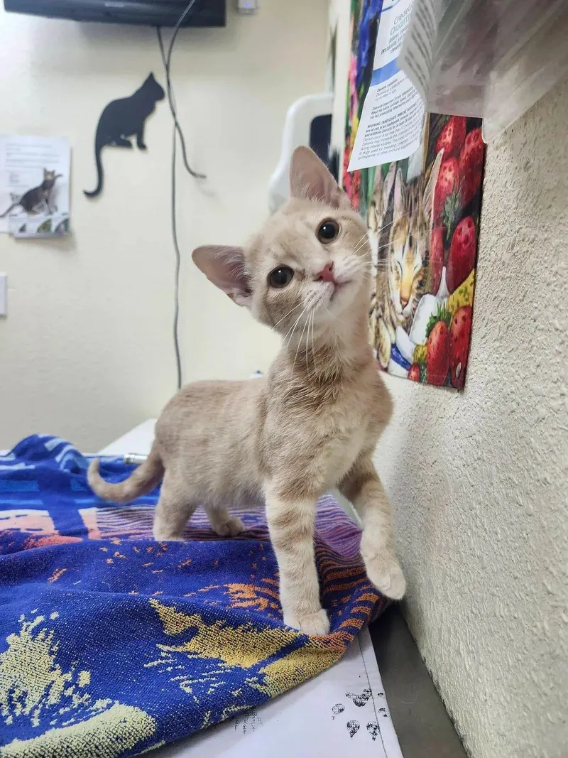 A baby medium-sized male Buff / Tan / Fawn Domestic Short Hair cat named Orange Peel for adoption in Cosby, TN