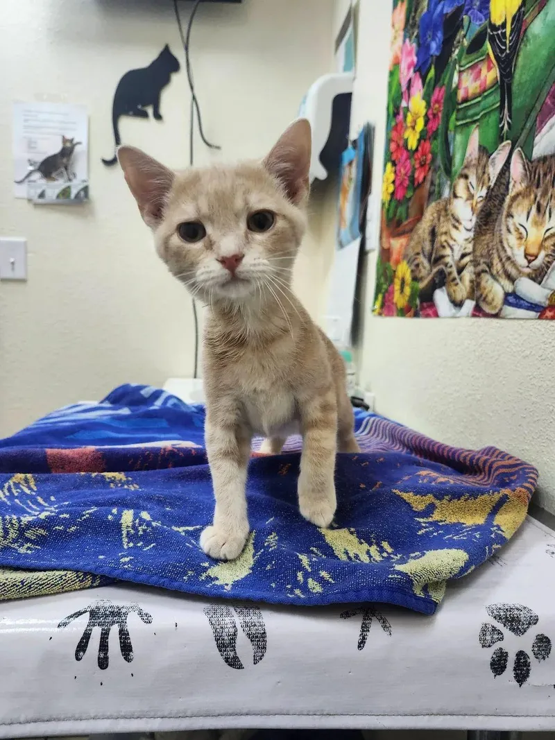 Orange Peel thumbnail 2