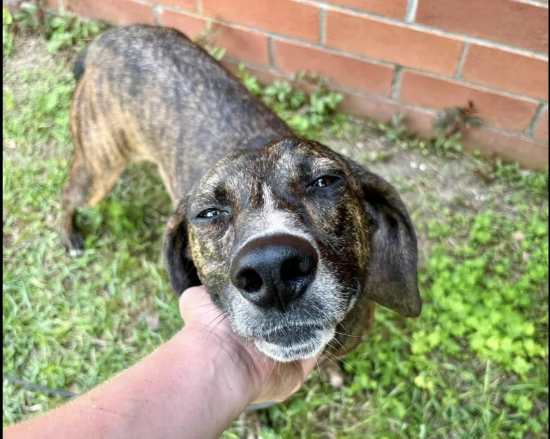 An adult medium-sized male Pointer dog named Pongo for adoption in Monticello, MN