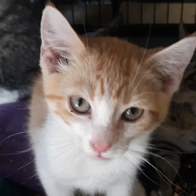 A baby small-sized male Orange / Red Domestic Short Hair cat named Pumpkin for adoption in Spokane, WA