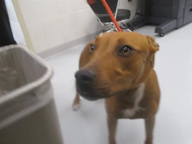 A young medium-sized female Black Mouth Cur dog named A for adoption in Ocala, FL