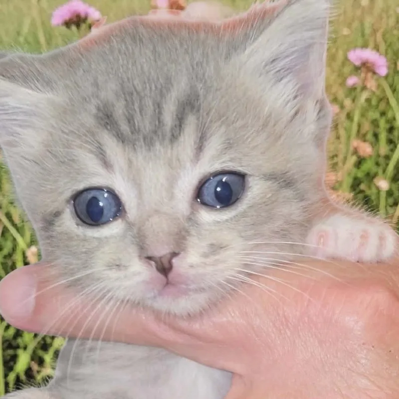 A baby small-sized male Domestic Short Hair cat named Hydra for adoption in New York, NY