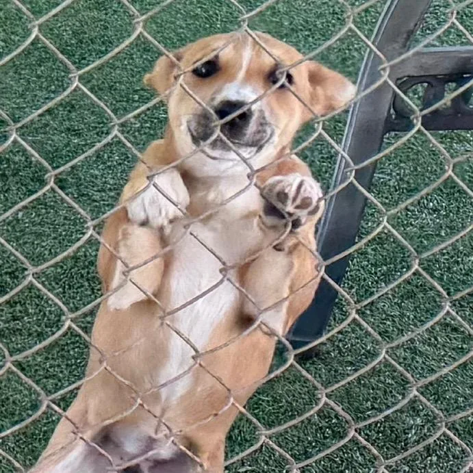 A baby small-sized female Yellow / Tan / Blond / Fawn Mixed Breed dog named Looney for adoption in Coos Bay, OR