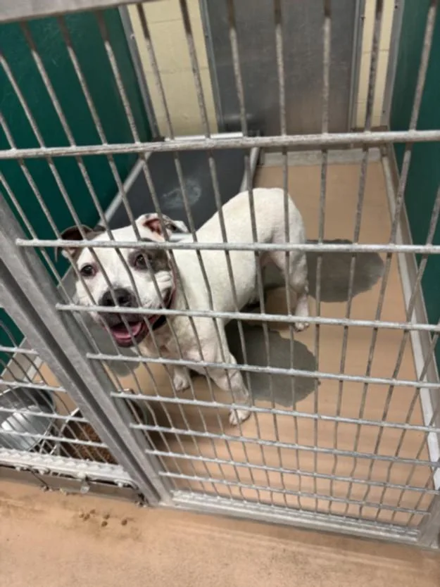 An adult medium-sized female Pit Bull Terrier dog named Fiona for adoption in Texas City, TX