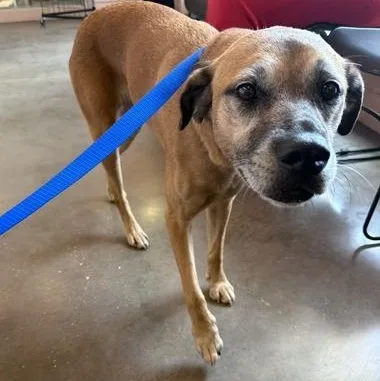 An adult medium-sized female Yellow / Tan / Blond / Fawn Mixed Breed dog named Beatrice for adoption in Fernandina Beach, FL