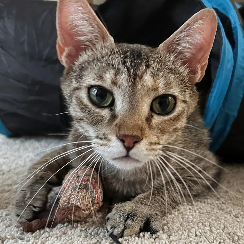 A young medium-sized female Brown / Chocolate Domestic Short Hair cat named Mora for adoption in Fayetteville, GA