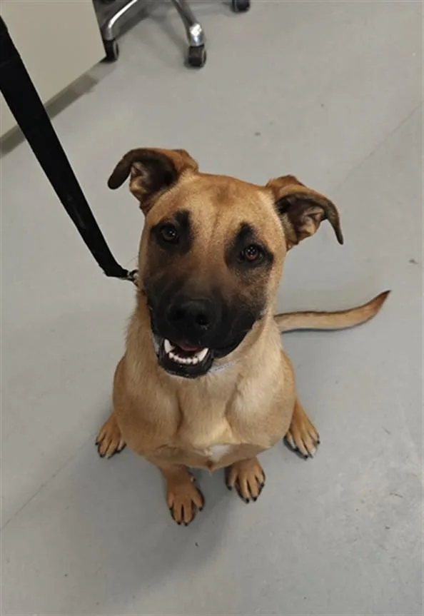 A young medium-sized male Mixed Breed dog named Simba for adoption in Santa Fe, NM