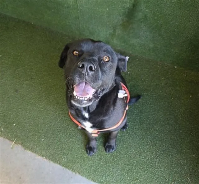 An adult large-sized male Labrador Retriever dog named Buddy for adoption in Lancaster, CA