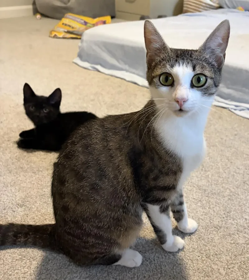 A young medium-sized female Domestic Short Hair cat named Unicorn โ
for adoption in Florence, SC