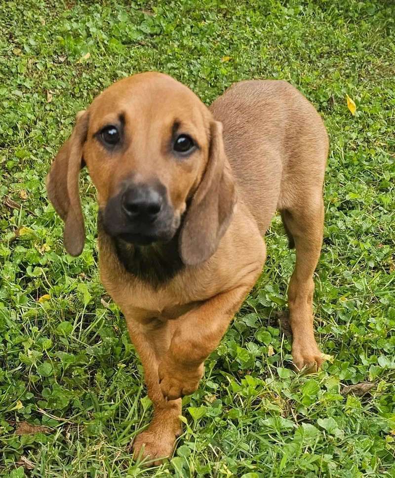 Puppy Harper
