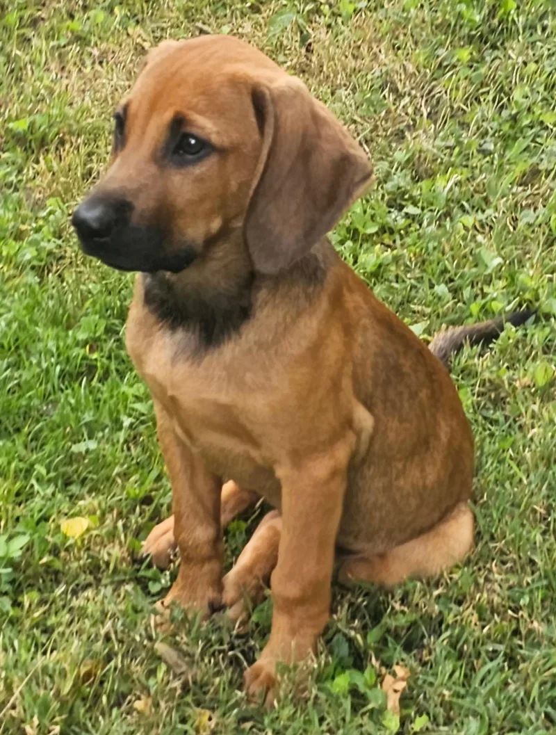 Puppy Harper thumbnail 3