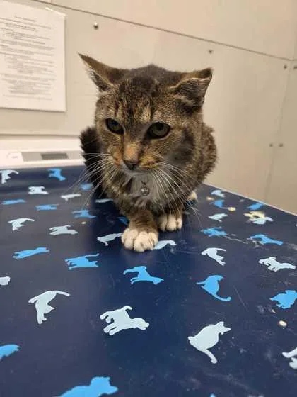 A senior large-sized male Domestic Short Hair cat named Jason for adoption in Sevierville, TN