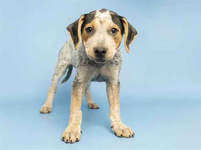 A baby small-sized male English Coonhound dog named Wyatt for adoption in Phoenix, AZ