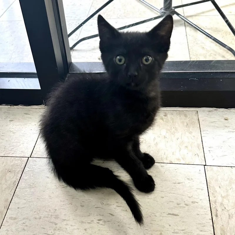 A baby small-sized male Black Domestic Short Hair cat named Cowboy Pl for adoption in Union, MO