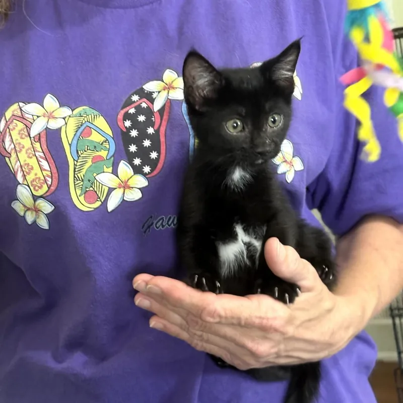A baby small-sized female Black Domestic Short Hair cat named Petunia for adoption in San Antonio, TX
