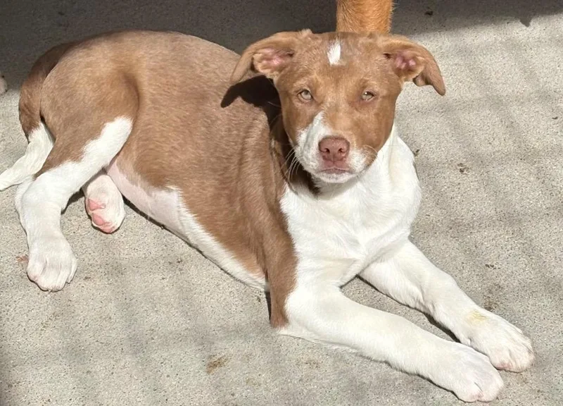 Genoise Lacreme thumbnail 2