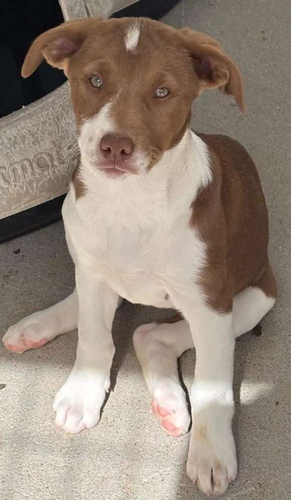 Genoise Lacreme thumbnail 3