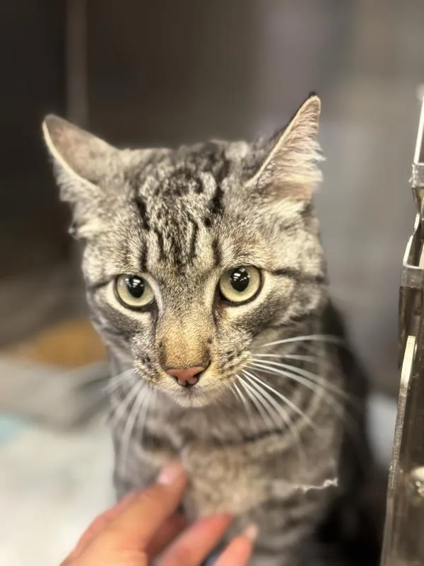 An adult medium-sized female Domestic Short Hair cat named Judith for adoption in Victorville, CA