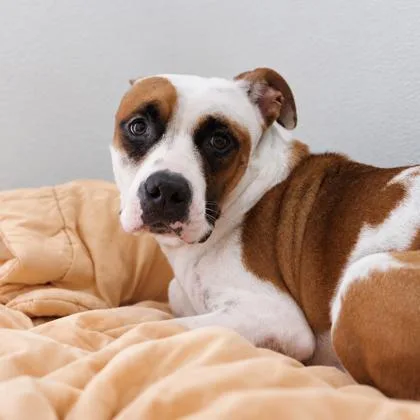 An adult medium-sized female Mixed Breed dog named Lily for adoption in Largo, FL