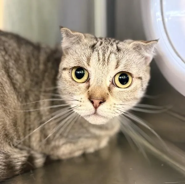 An adult small-sized female Domestic Short Hair cat named Jingles for adoption in Sioux City, IA