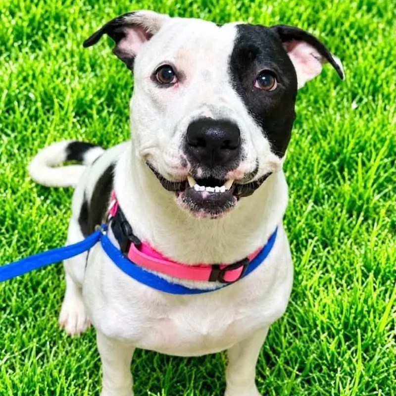 A young large-sized female Black Terrier dog named Cookie for adoption in Battle Creek, MI