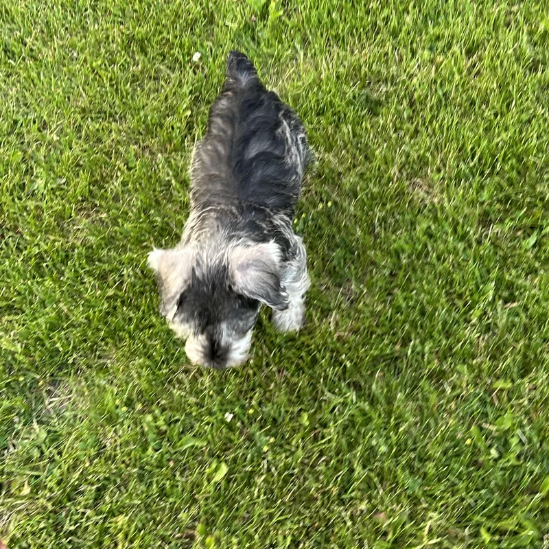 A baby small-sized male Gray / Blue / Silver Miniature Schnauzer dog named Baby Oliver for adoption in Antwerp, OH