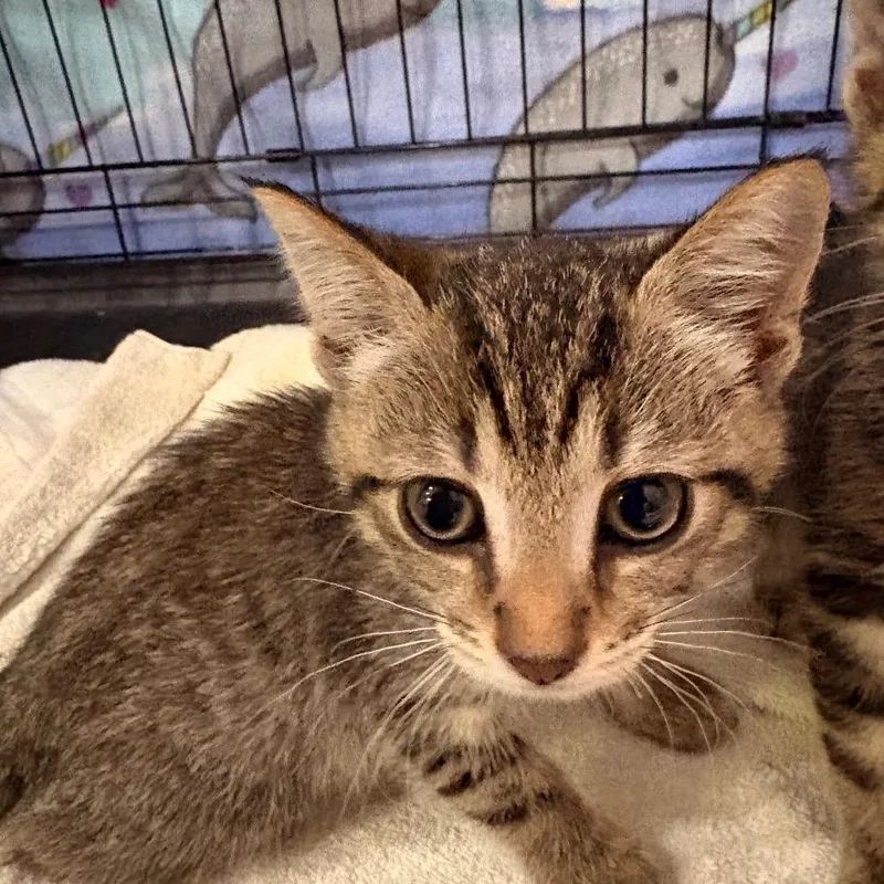A baby small-sized male Brown / Chocolate Domestic Short Hair cat named Ryker for adoption in Indianapolis, IN