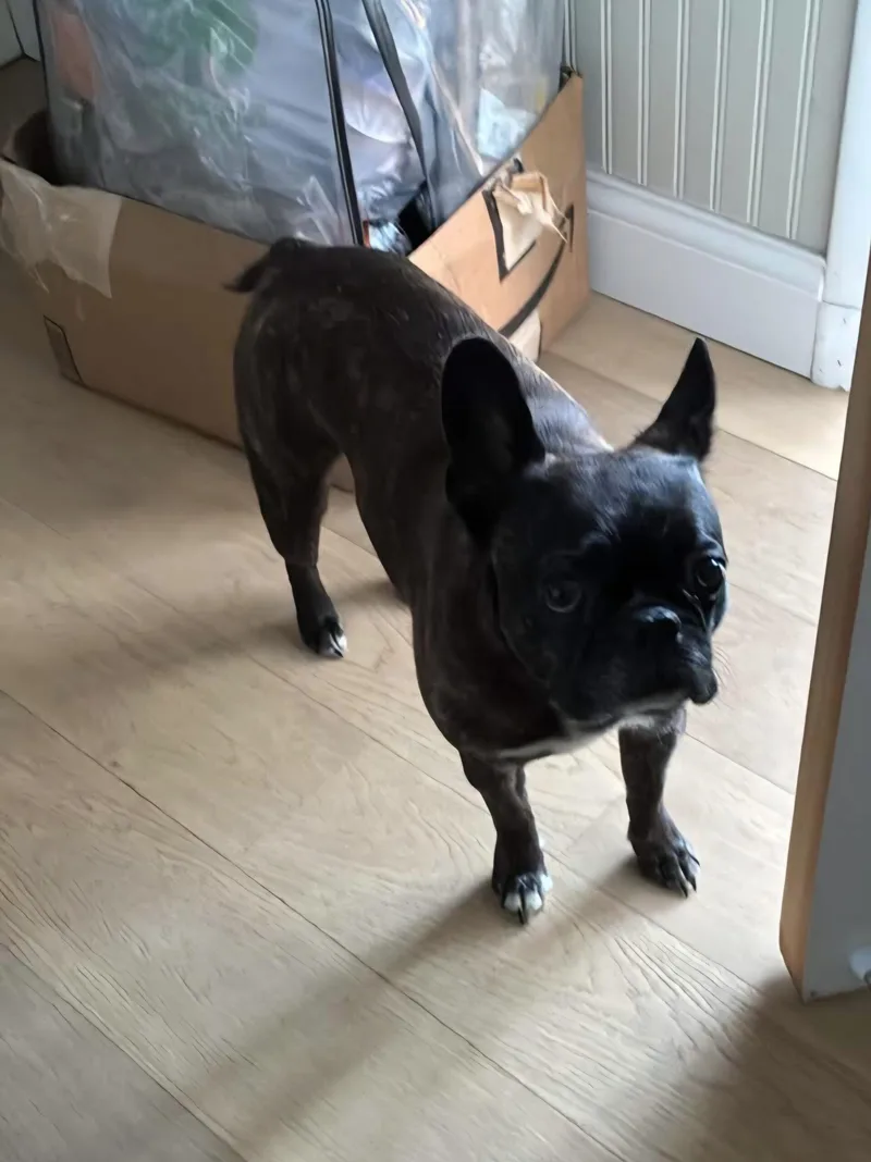 An adult small-sized female Brindle French Bulldog dog named Bella for adoption in Kirksville, MO