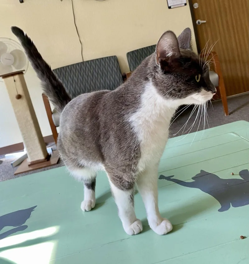 Purrseus thumbnail 2