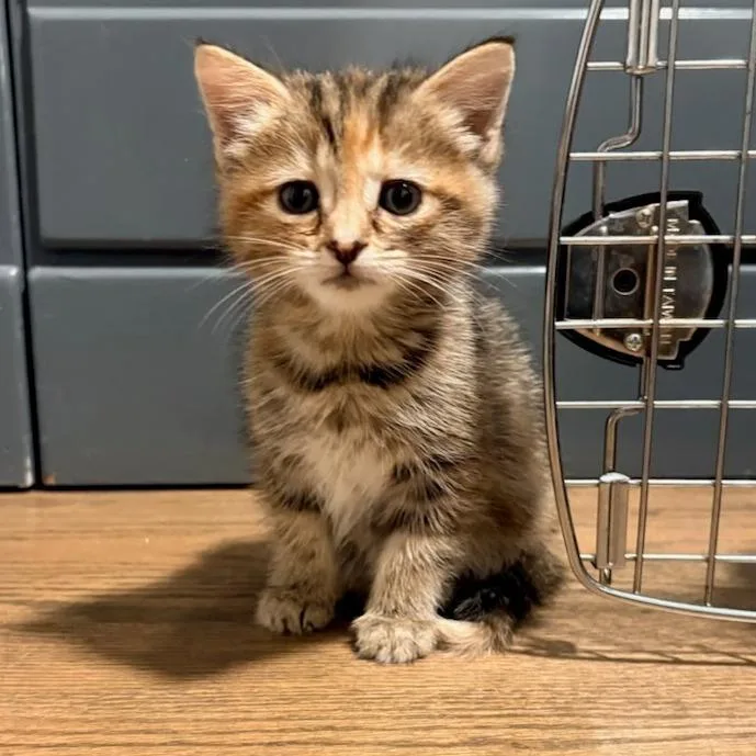 A baby small-sized female Brown / Chocolate Domestic Short Hair cat named Fttstray for adoption in Delaware, OH