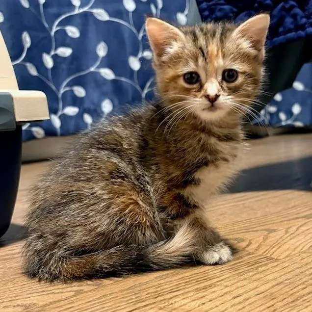 Fttstray thumbnail 2