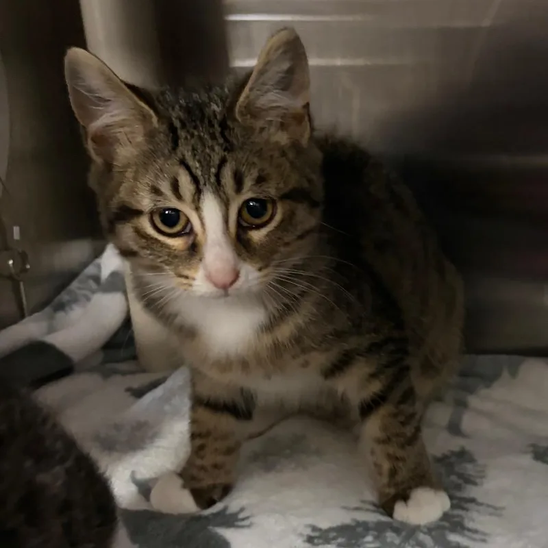 A baby small-sized female Domestic Short Hair cat named Sage for adoption in Mentor, OH