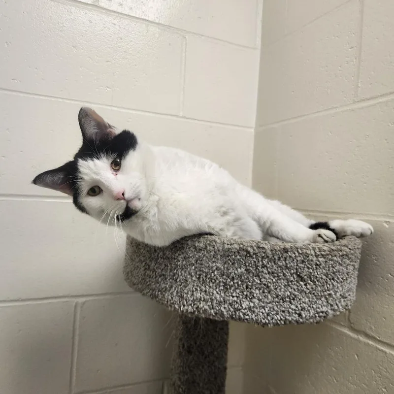 An adult large-sized male Black Domestic Short Hair cat named Beanie for adoption in Brockton, MA