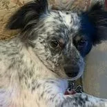 A senior small-sized male Black Mixed Breed dog named Gulliver for adoption in Leander, TX