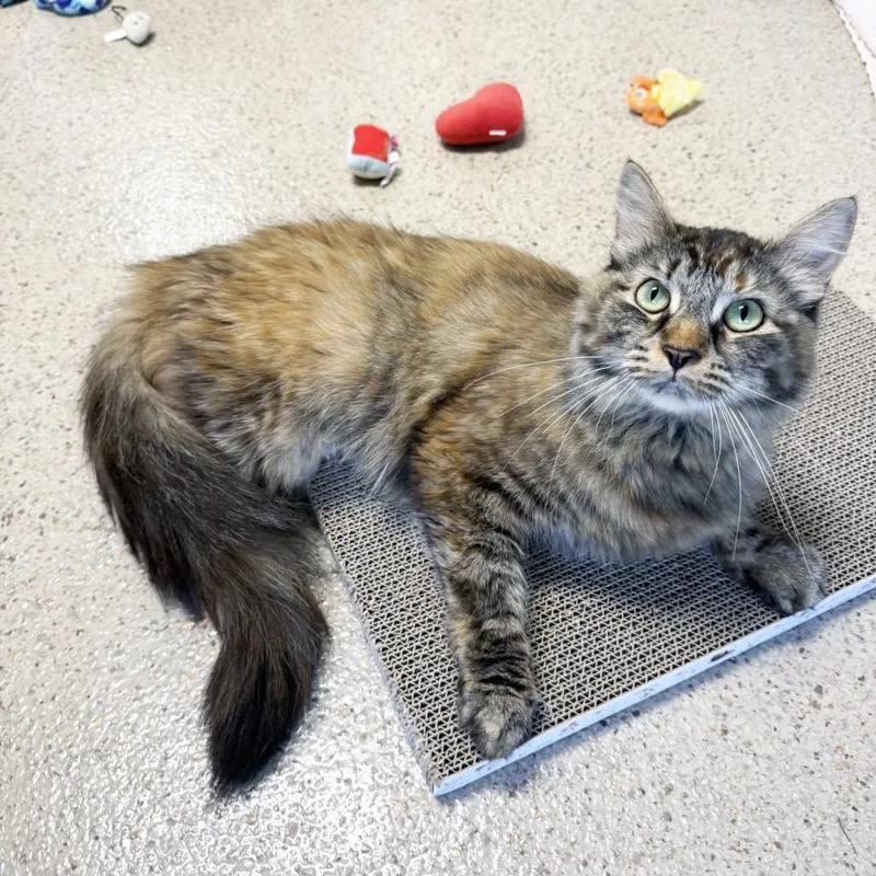 A young medium-sized female Domestic Medium Hair cat named Zara for adoption in Oshkosh, WI