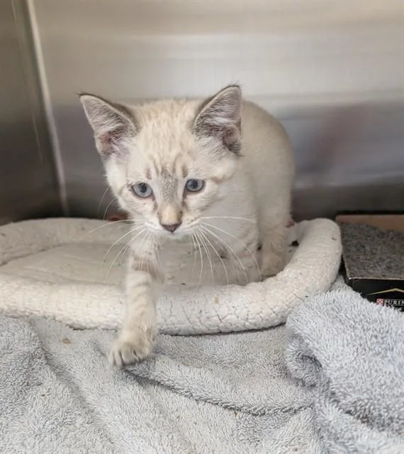 A baby small-sized female Domestic Short Hair cat named Scar for adoption in Olivette, MO