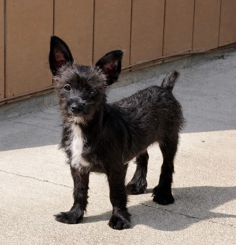 A baby small-sized male Black Terrier dog named Milo for adoption in Olympia, WA