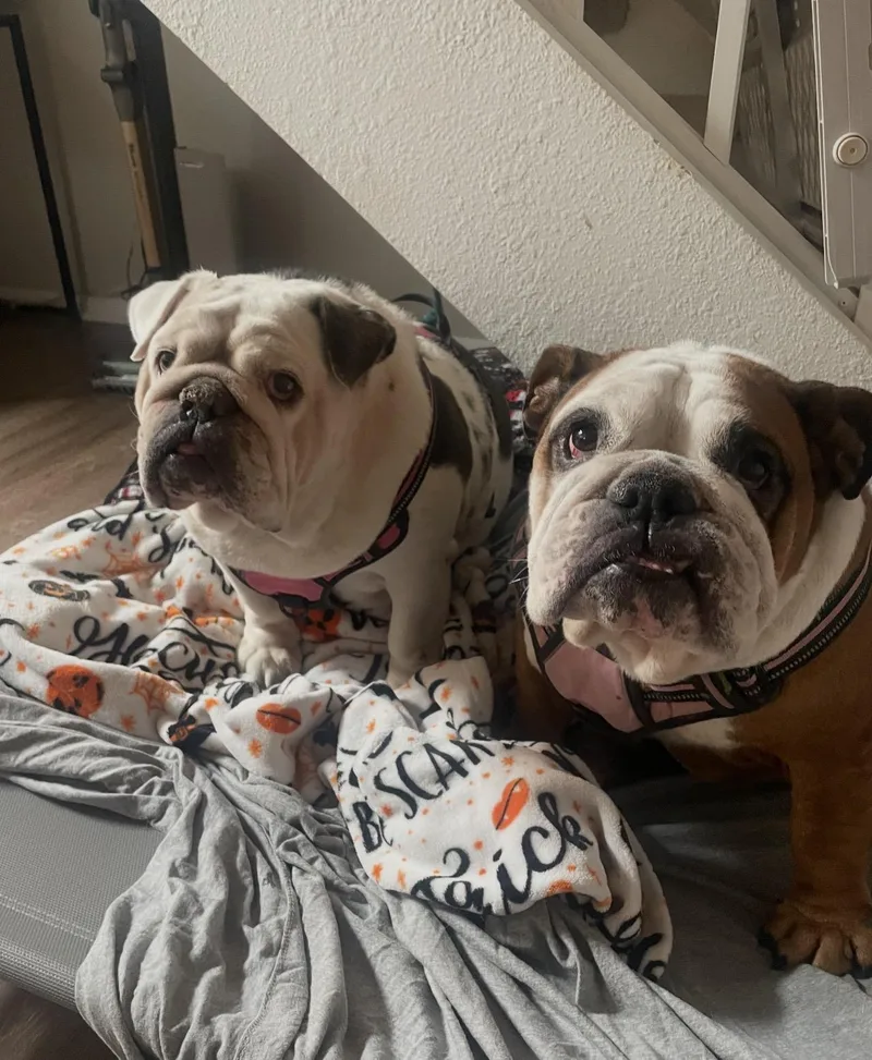 A senior large-sized female English Bulldog dog named Skye for adoption in PALM BAY, FL