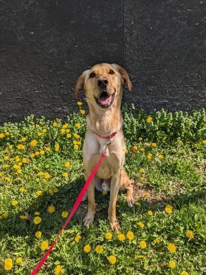 An adult large-sized male Mixed Breed dog named Raleigh for adoption in Fairfax, VA