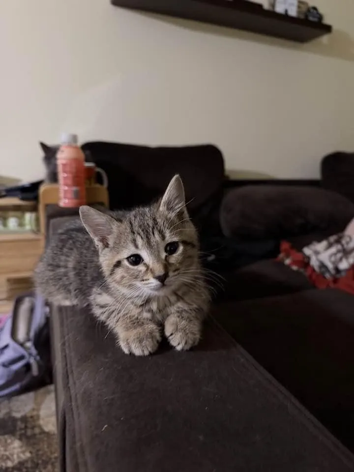 Phillip Carlyle thumbnail 6