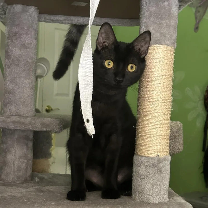 A young small-sized male Black Domestic Short Hair cat named Kahlua for adoption in Fort Lauderdale, FL