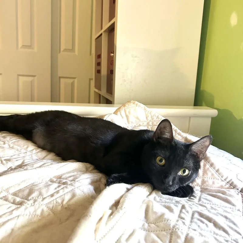 Kahlua thumbnail 2
