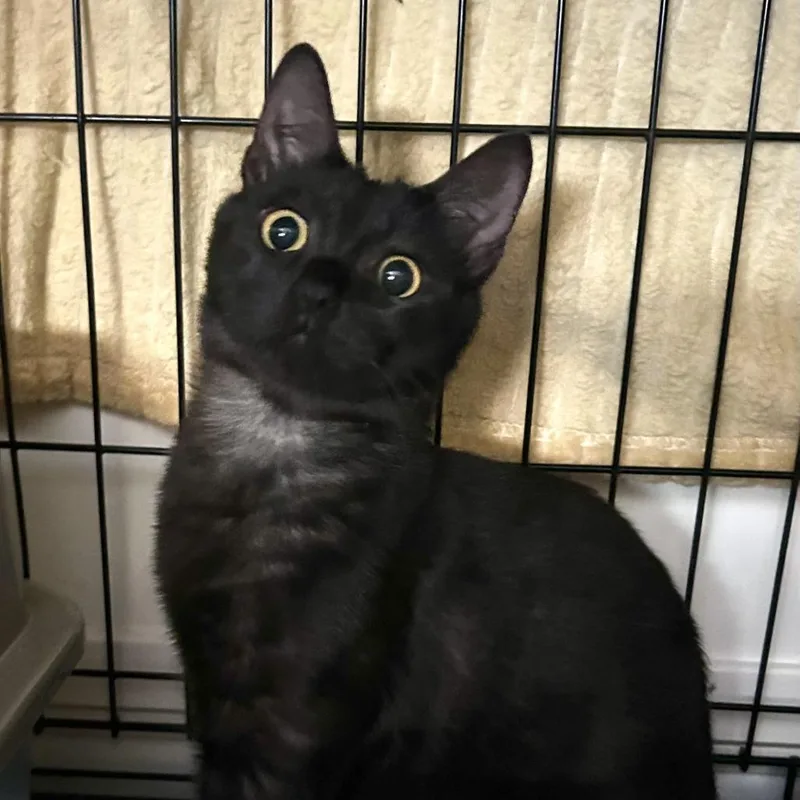 Kahlua thumbnail 3