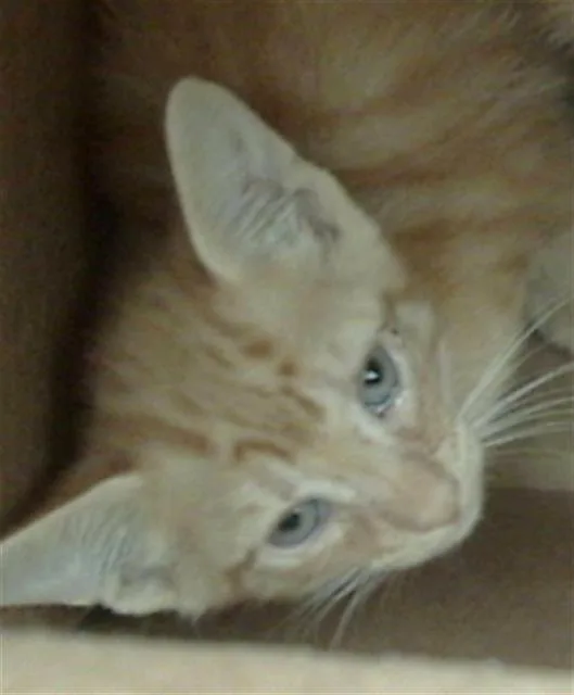 A baby medium-sized male Domestic Medium Hair cat named Hunter for adoption in Dallas, TX