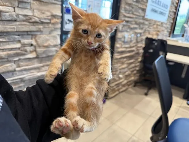 A baby small-sized female Domestic Short Hair cat named Velvet for adoption in Garland, TX
