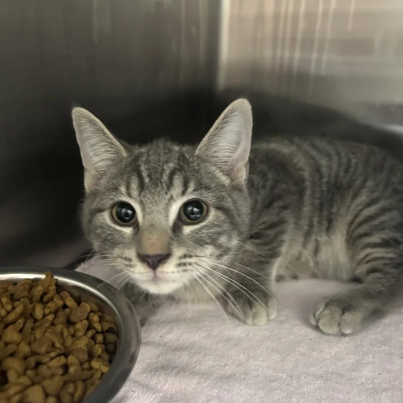 A baby small-sized male Gray / Blue / Silver Domestic Short Hair cat named Beavus for adoption in Yanceyville, NC
