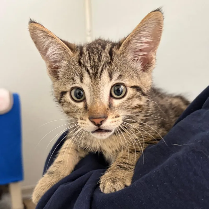 A baby small-sized male Black Domestic Short Hair cat named Edamame for adoption in Ojai, CA